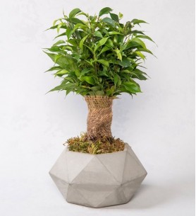 nathasa bonsai